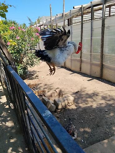 pomeranian satılır: Xoruz, il: 1, Ünvandan götürmə — 3