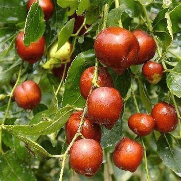 терезе пластик бу: Көчөттөр 