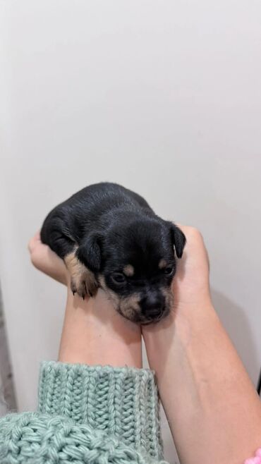 İtlər: Miniatür pinçer, 1 ay — 6