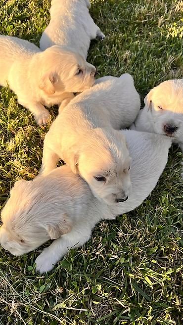 itlee: Retriever, 1 ay — 4