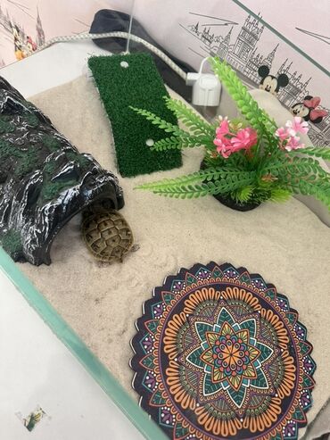 собака бу цена: Tısbağalar üçün nəzərdə tutulmuş terrarium dəsti, ev heyvanınız üçün