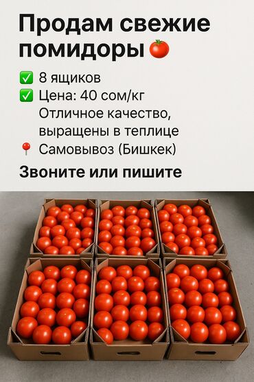 тара для муки: Помидорлор Кызыл, Дүңүнөн
