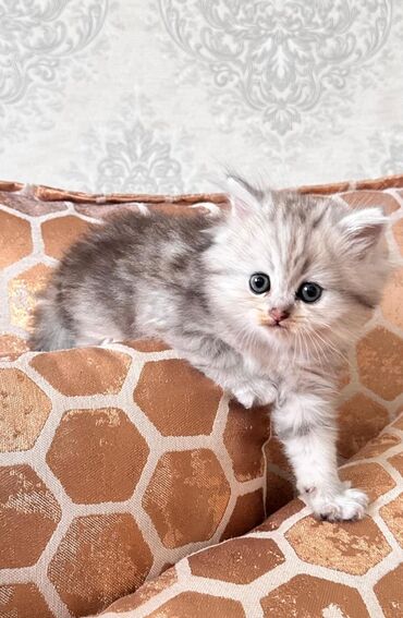 Pişiklər: Britan yastı qulaq, Erkək, Dişi, Yaxşı əllərə, Ünvandan götürmə, Pulsuz çatdırılma, Ödənişli çatdırılma — 110