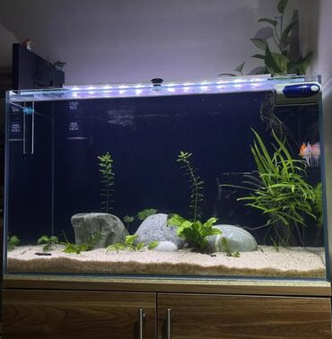 akvarium filterleri: Akvarium 120 Litr Ekstra Clear 8 mm şüşə. 75x37 sm 45 sm hünd. 9 ay