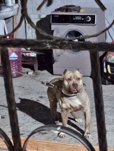 it sahiplendirilir: Pitbul, 2 il, Erkek, Peyvəndli, Ünvandan götürmə