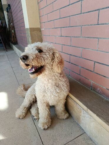 взять собаку из приюта в баку: Çox oyanagan ve saglam itdi işimle elaqedar olaraq Satram