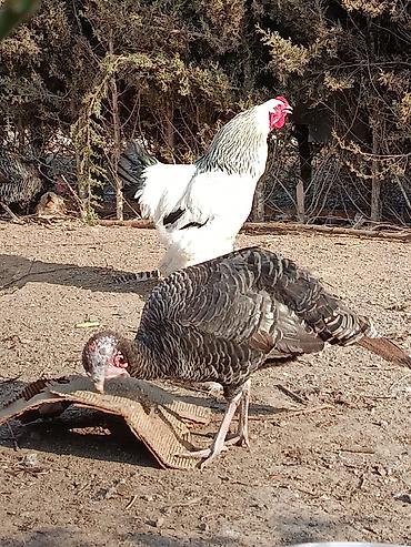 ovculuq və baliqciliq: Xoruz, Brama, il: 2, Ödənişli çatdırılma — 5
