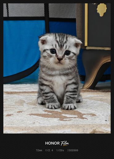 Pişiklər: Ata British fold(yasti qulaq);ana:shinsilla shorthair tabby(dik — 1