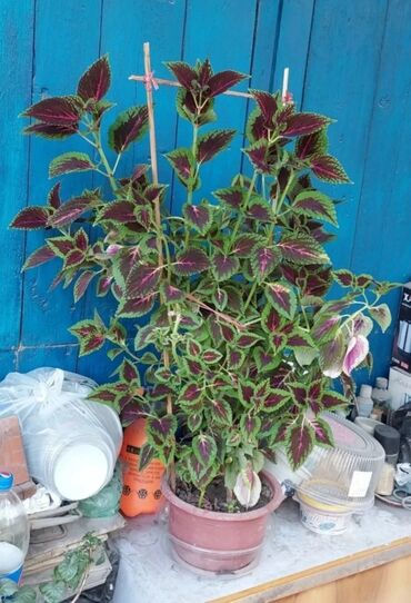 Комнатные растения: Колеус Блюма (coleus blumei) высотой один метр