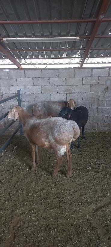 Продаю | Баран (самец) | Для разведения | Племенные at lalafo.kg — 4 Продаю | Баран (самец) | Для разведения | Племенные — 4