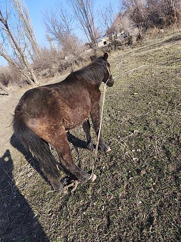 Лошади, кони: Продаю | Кобыла (самка) — 11