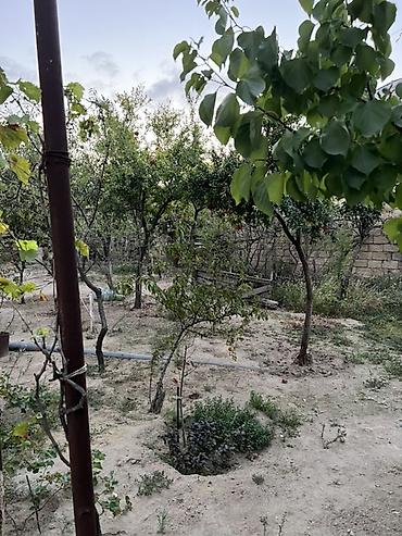 türkan ev: Sarayda torpağ 2.5 sotdu . Bu həyəti alan özü üçün evdə tikə bilər — 4