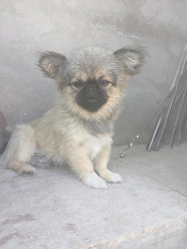 Pekines, 6 ay, Erkək, Peyvəndli, Ünvandan götürmə