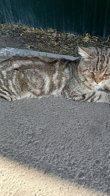 бишкек кошка: 5 жаш, Эркек — 1