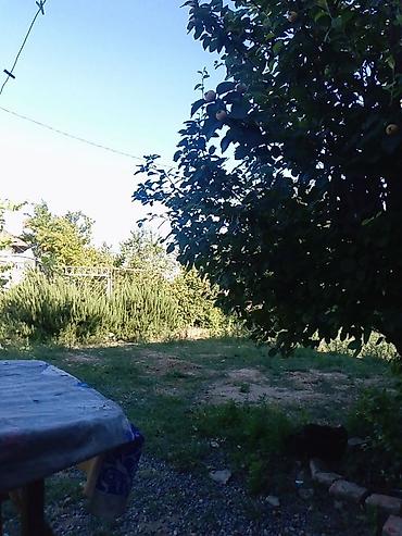камин печь на дровах: Meyvəli həyət sahəsi – bağ üçün ideal - Geniş yaşıllıq zonası, otlaq — 1