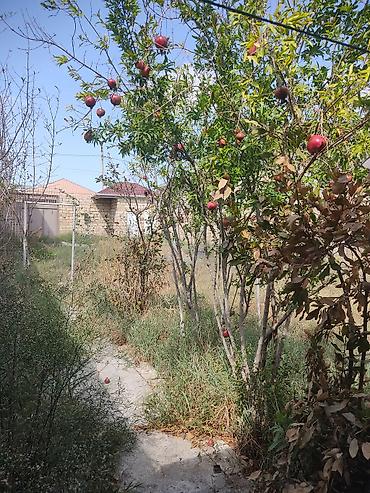 Torpaq sahələrinin satışı: Tikinti, Kupça (Çıxarış) -da lalafo.az — 19 Torpaq sahələrinin satışı: Tikinti, Kupça (Çıxarış) — 19