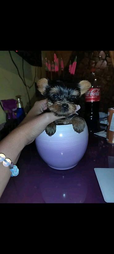 Psi: Jorkšir terijer – štenci iz kućnog legla majka ima kilo i po otac 980 — 8