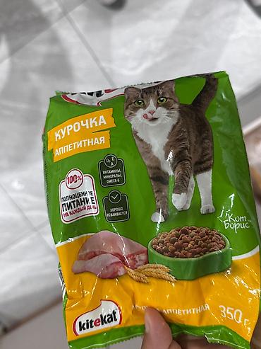 бекер мышык: Сиам, 2 айлык, Ургаачы, Ак, Лотокко барууга үйрөтүлгөн — 8
