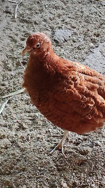 Другие с/х животные: Птицы для приусадебного хозяйства. - Утка с насыщенным тёмно‑зеленым — 9