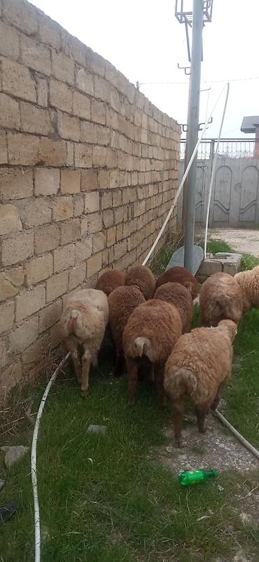 eşşək sudu satışı: 12 kilodan 15 kiloyacan var razılaşmaq olar — 2