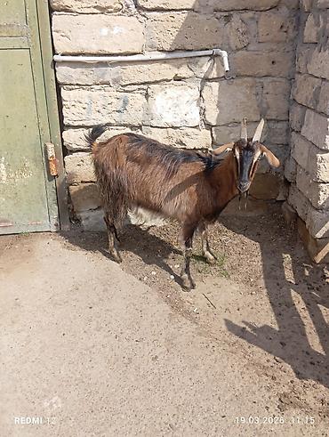 keci heyvan: Məhsul: Qoyun-keçi təsərrüfatı üçün keçilər Təsvir: - Şəkillərdə uzun — 2