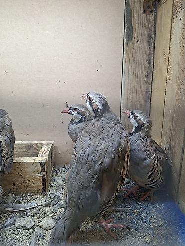 hind quşu satışı: Məhsul: Dağ kəkliyi (Alectoris chukar) – quşlar — 4