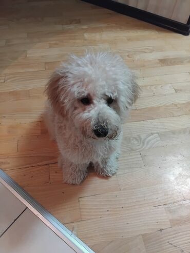 İtlər: Pudel — 4