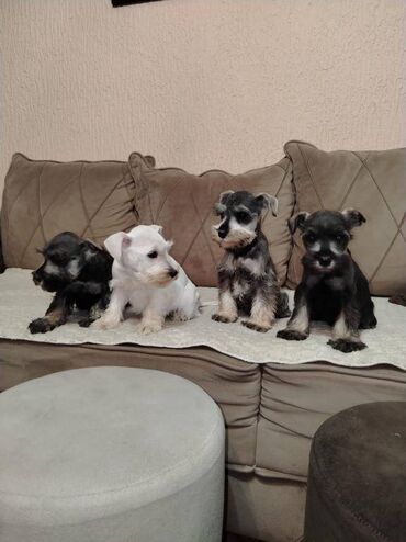 Psi: Patuljasti snaucer biber so najlepsi novogodisnji poklon za vase na lalafo.rs — 3 Psi: Patuljasti snaucer biber so najlepsi novogodisnji poklon za vase — 3