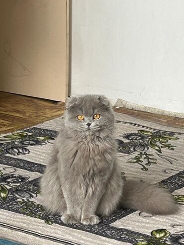 бала мышык: Мышык бекер берилет: Скотиш Фолд (Шотландиялык шалпаң кулак), 1 жаш, Ургаачы, Лотокко барууга үйрөтүлгөн