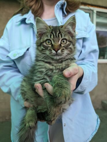 купить бурманскую кошку: Отдаю в добрые руки, 3 котика и 1 кошечка. 2 месяца, живут во дворе