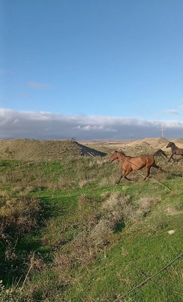 bakida cins ineklerin satisi: Satılır: 5 yaşındadı 2 bala verib minik atıdır cəld heyvandı yorğası