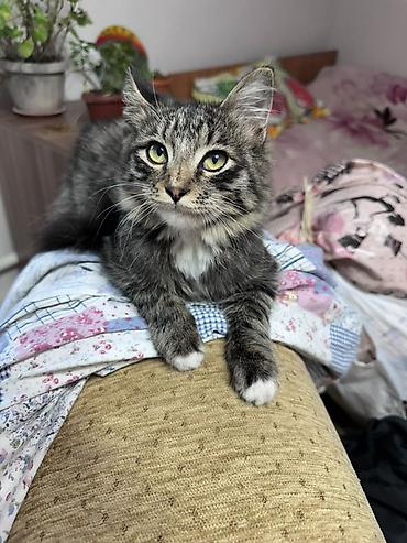 кошка малинкый: Кошка даром: Беспородная, 4 месяца, Мальчик, Приучена к лотку — 3