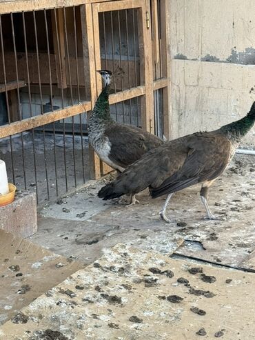 Tovuz quşları: SATILIR‼️ Gəncə ş. Göy rəngli tovuz quşları mövcuddur. Bu quşlar öz — 13