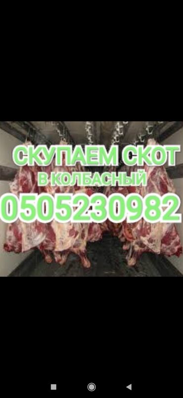Куплю | Коровы, быки | Круглосуточно, Любое состояние, Забитый