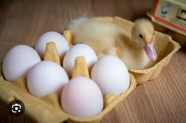 Птицы: Продаю инкубационные пикинские утиные яйца 20 сом 1 штука