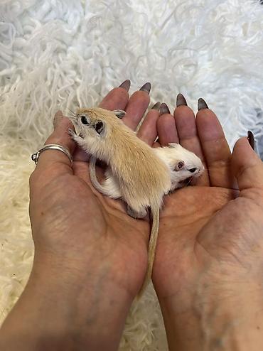 Хомяки: Продаются хомячки джунгарские, сирийские, ангорские пушистые хомячки — 18