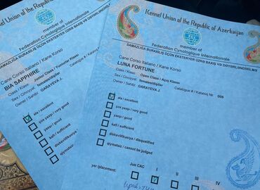 İtlər: Kane-Korso, 3 ay, Erkek, Sənədli — 7