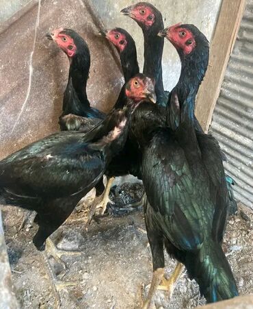 cins ineklerin satisi 2019: Heyratı 5 ədəd cavan fərə cinsi yapon.Tək Satılmır Topa Satılır 25