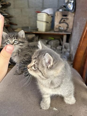 наполнител: Срочно ищем хозяев для этих малышей!! Котята бездомные на данный — 4