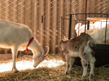 Козы, козлы: Продаю | Коза (самка) | Зааненская | Для молока | Племенные — 10