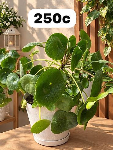цветы домаш: Комнатные растения в горшках 1) Каланхоэ перистое (Kalanchoe — 4