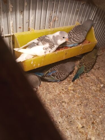 Tutuquşları: Biri 9 manat Rengbereng papuqaylar — 9