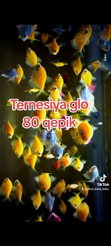 akvarium sifarişi: Ternesiya glofiṣ Qiymet 0,80 qepik WhatsApp var! ⛔️ Catdırlma var!