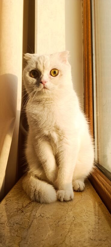 Pişiklər: Şotland, Dişi, Yaxşı əllərə, Pulsuz çatdırılma -da lalafo.az — 9 Pişiklər: Şotland, Dişi, Yaxşı əllərə, Pulsuz çatdırılma — 9