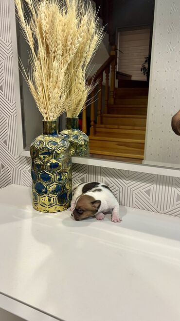 İtlər: Cek rassel teryer, Dişi, Ünvandan götürmə — 8