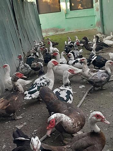 ördəyi: Kom halda hamsi 20 manatdan xoruzlu fereli tek tek 15 20 manat fereler — 3
