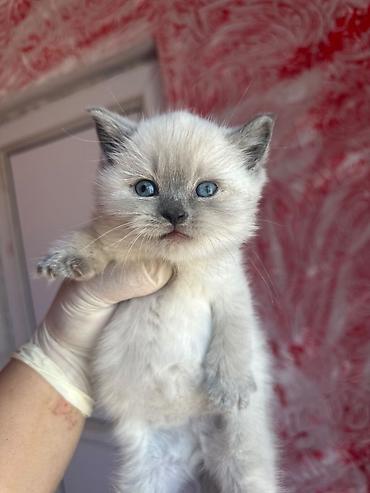 Pişiklər: Şinşilla, Erkək — 4