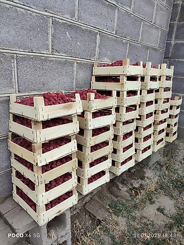 Кулпунай: Продаю малину кара-балта 260 — 2