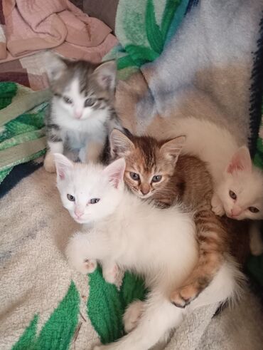 Отдам даром кошку: Кошка даром: Беспородная, 2 месяца, Девочка, Приучена к лотку