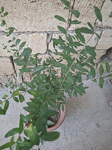 xoruz otu bitkisi: Qabda nar tingi (Punica granatum) Gülövşə nardır. Al qırmızı iri — 2
